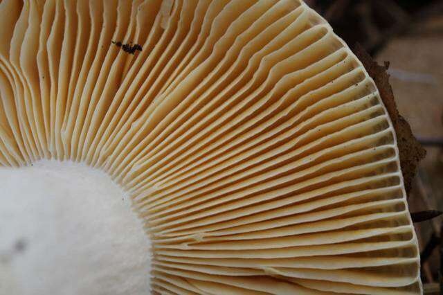 Image of Russula cessans A. Pearson 1950