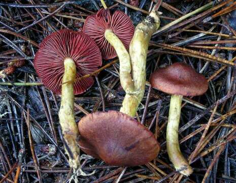 Image of Cortinarius smithii Ammirati, Niskanen & Liimat. 2013