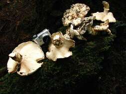 Image of White Matsutake