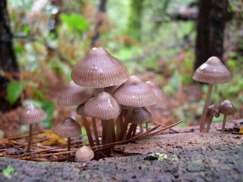 Image of Reddish spotted mycena