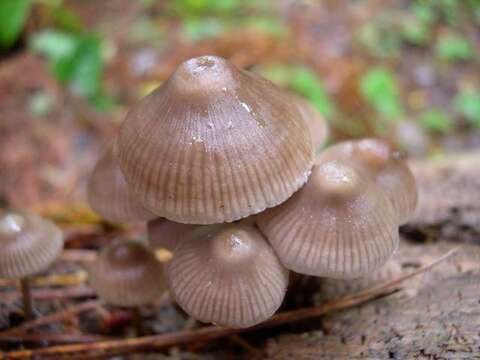 Image of Reddish spotted mycena