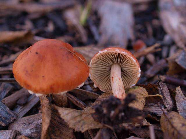 Image of Leratiomyces