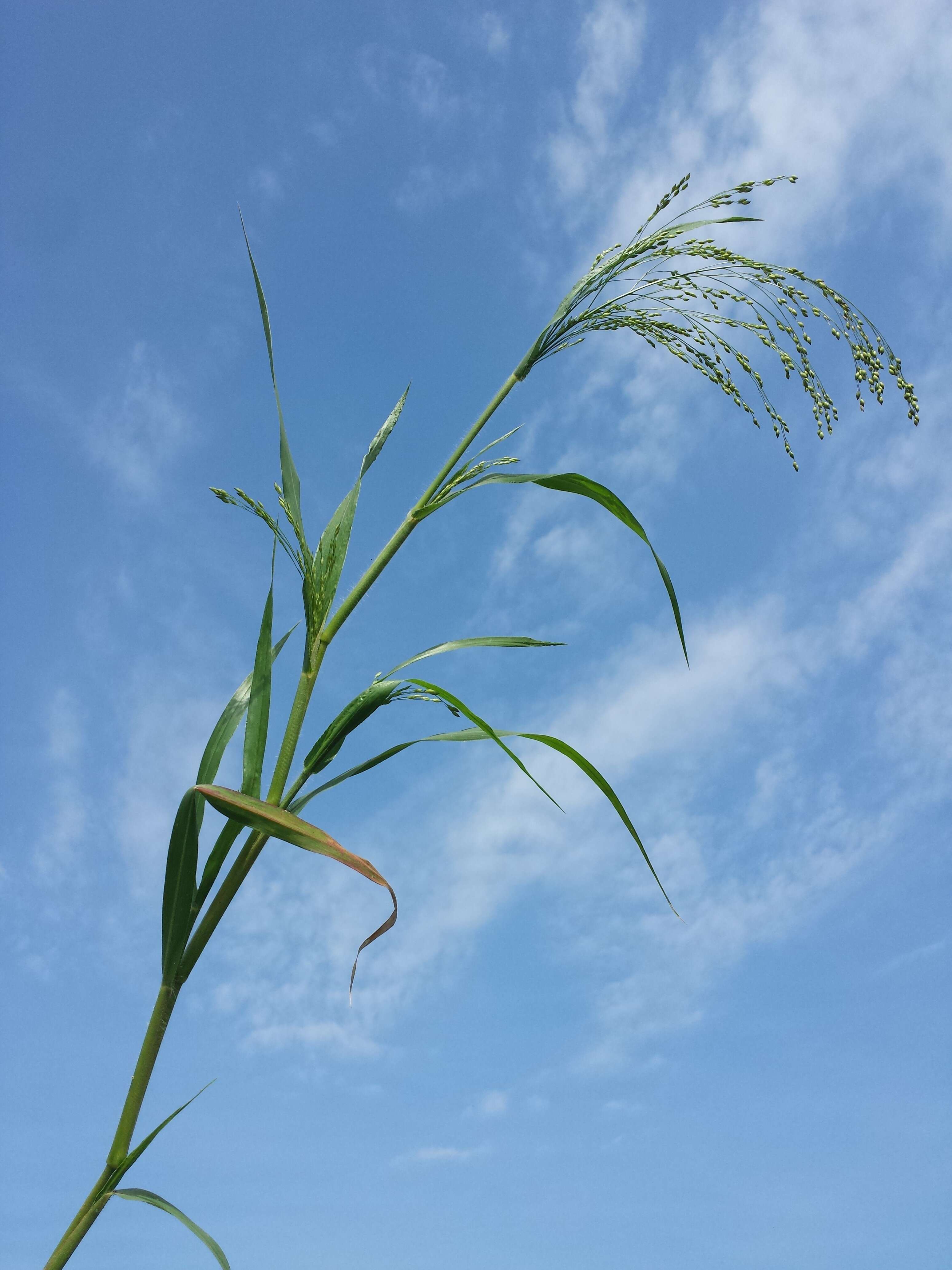 Imagem de Panicum miliaceum L.