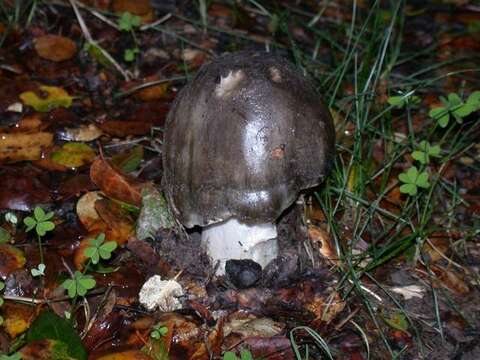 Image of Amanita