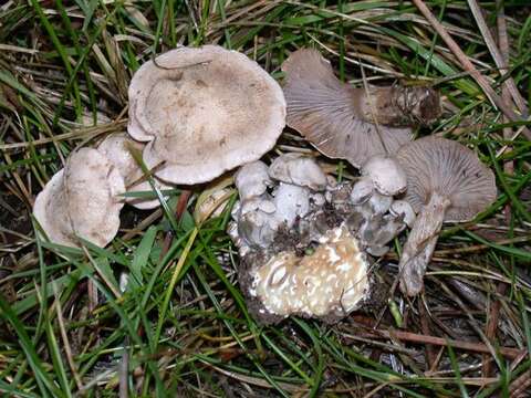 Sivun Clitocybe sclerotoidea (Morse) H. E. Bigelow 1958 kuva