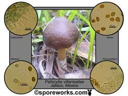 Image de Psilocybe caerulescens Murrill 1923