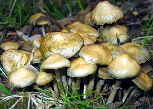 Image of Psilocybe ovoideocystidiata Guzmán & Gaines 2007