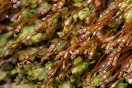 Image of fissidens moss