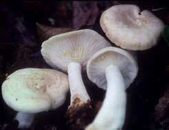 Image of Milk Cap Mushrooms