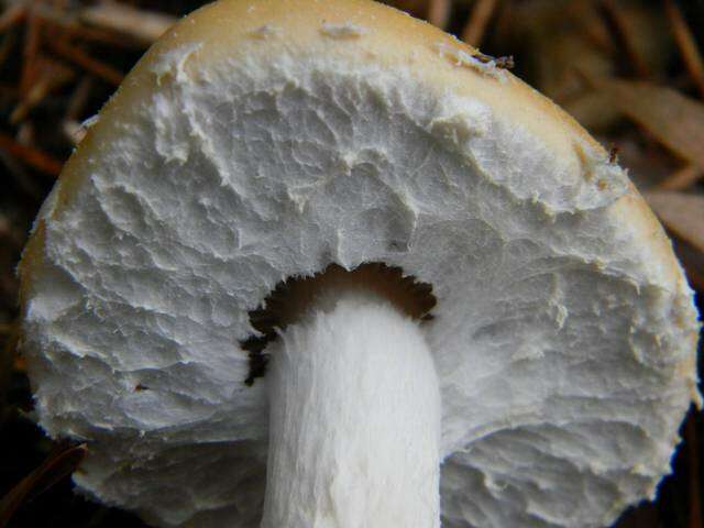 Image of Stropharia