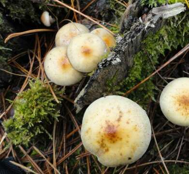 Image of Hypholoma