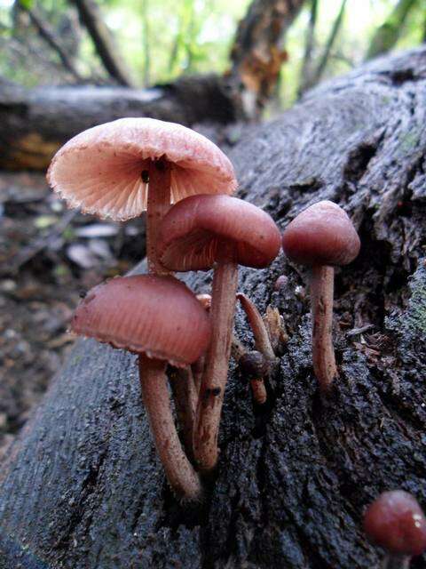 Image of Mycena