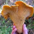 Image de Cantharellus californicus D. Arora & Dunham 2008