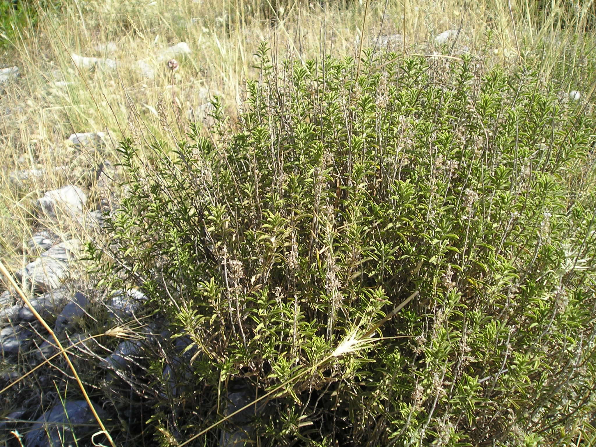Image of thyme