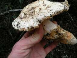 Image of White Matsutake