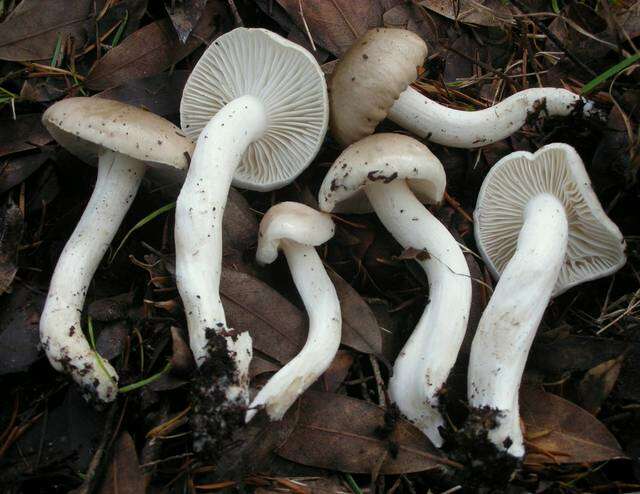 Image of Hygrophorus