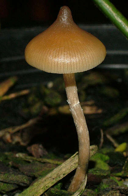 Слика од Psilocybe makarorae P. R. Johnst. & P. K. Buchanan 1995