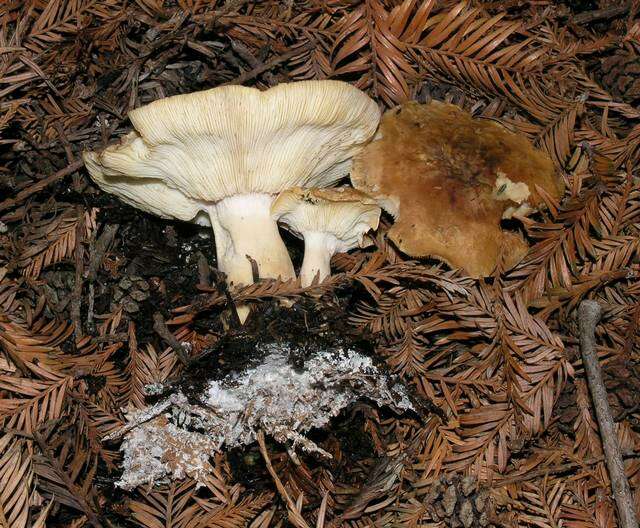 صورة Leucopaxillus