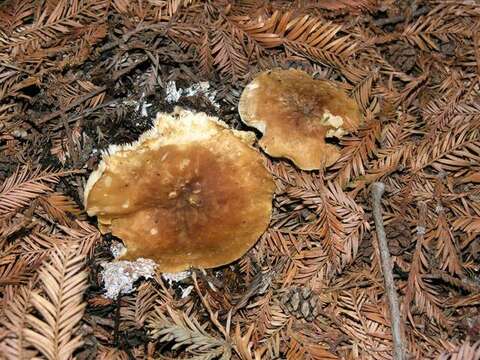 صورة Leucopaxillus