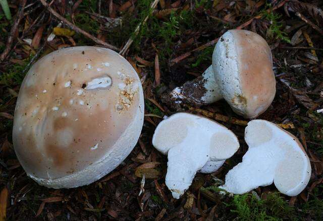 Image of Boletus semigastroideus Nuhn, Manfr. Binder, A. F. S. Taylor, Halling & Hibbett 2013