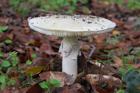 Image of Amanita