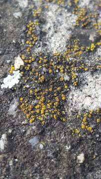 Image of Hidden goldspeck lichen