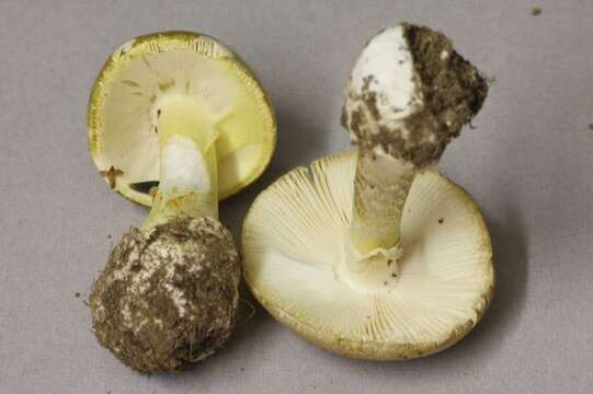 Image of Amanita