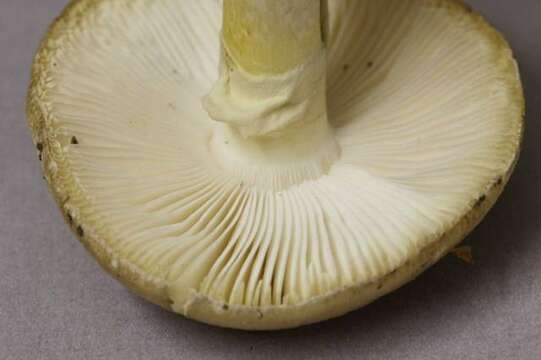 Image of Amanita