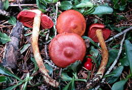 Image of Cortinarius smithii Ammirati, Niskanen & Liimat. 2013