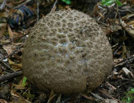 Image of Amanita nothofagi G. Stev. 1962