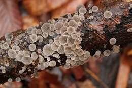 Image of black jelly oyster