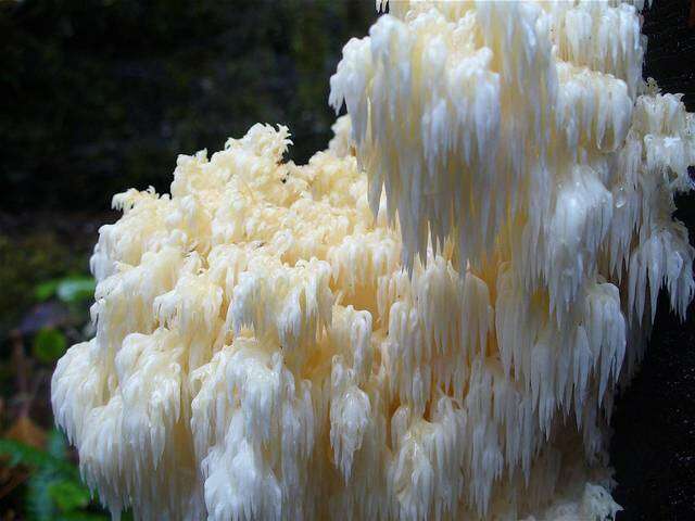 صورة Hericium abietis (Weir ex Hubert) K. A. Harrison 1964