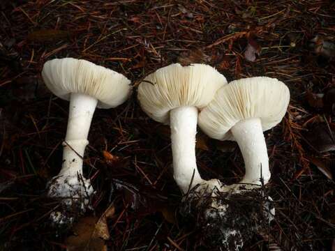 Image of Leucoagaricus amanitoides R. M. Davis & Vellinga 2006