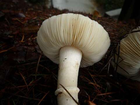 Image of Leucoagaricus amanitoides R. M. Davis & Vellinga 2006