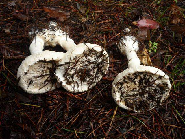 Image of Leucoagaricus amanitoides R. M. Davis & Vellinga 2006