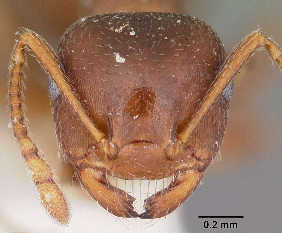 Image of Crematogaster lineolata (Say 1836)