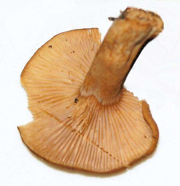 Image of Lactarius rubidus (Hesler & A. H. Sm.) Methven 2013