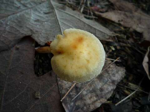 Image of Leratiomyces