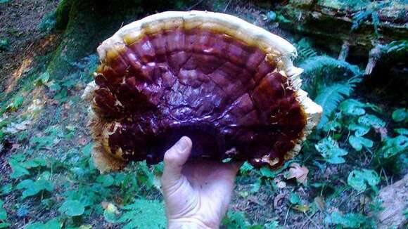 Ganoderma oregonense Murrill 1908的圖片