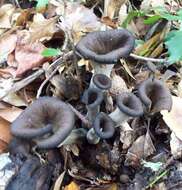 Image of Craterellus