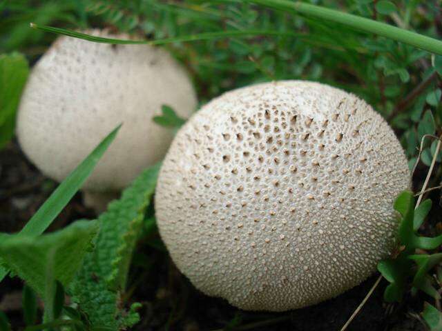 Imagem de Lycoperdon