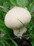 Imagem de Lycoperdon