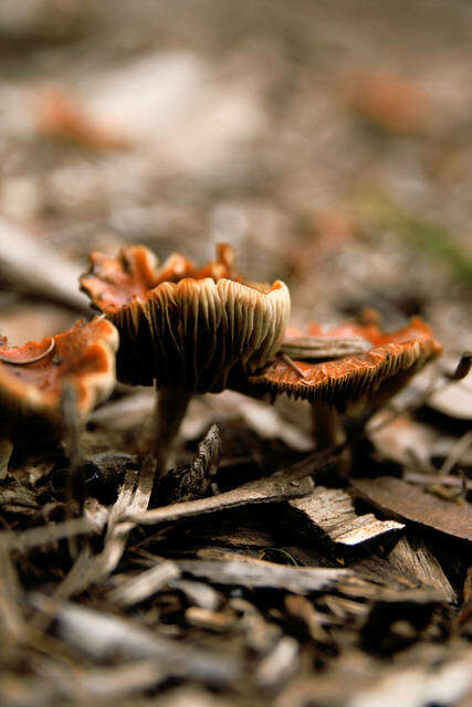 Image de Leratiomyces