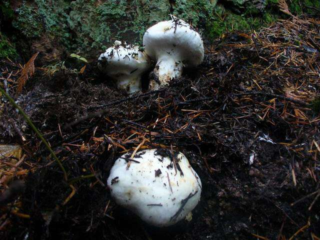 Image of White Matsutake