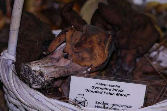 Image of Gyromitra