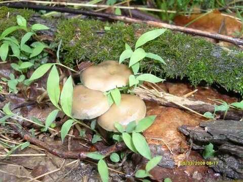 Image of Psilocybe ovoideocystidiata Guzmán & Gaines 2007