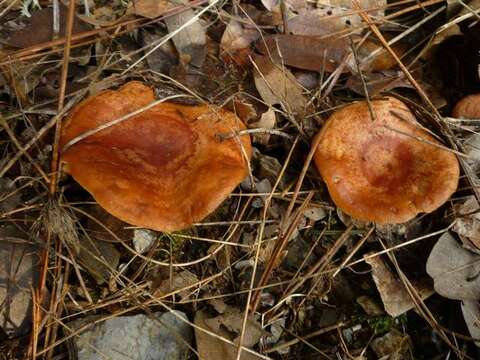 Image of Lactarius xanthogalactus Peck 1907