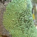 Image of relicina lichen