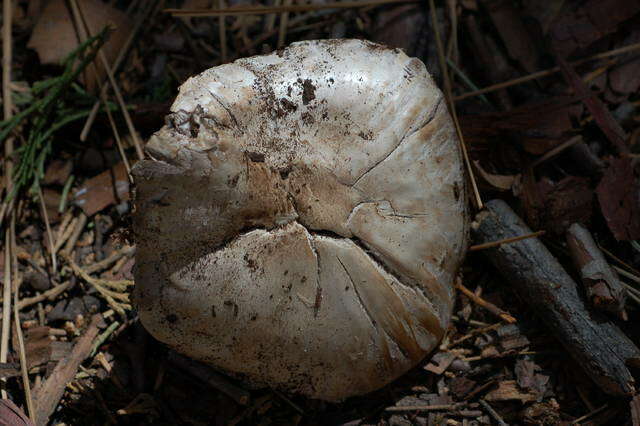 Image of Agaricus agrinferus Kerrigan & Callac 2008