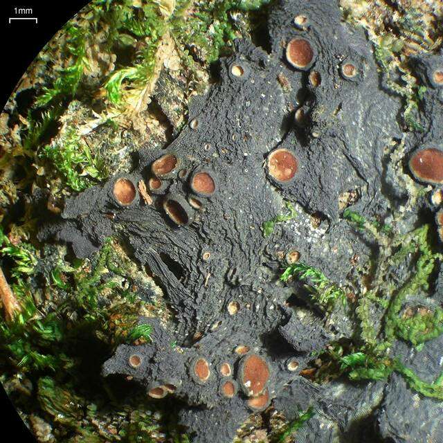 Image of sessile skin lichen
